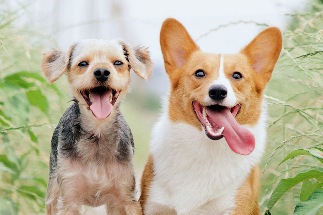 The Ultimate Guide to Pet Care: Ensuring Your Pet’s Health and Happiness